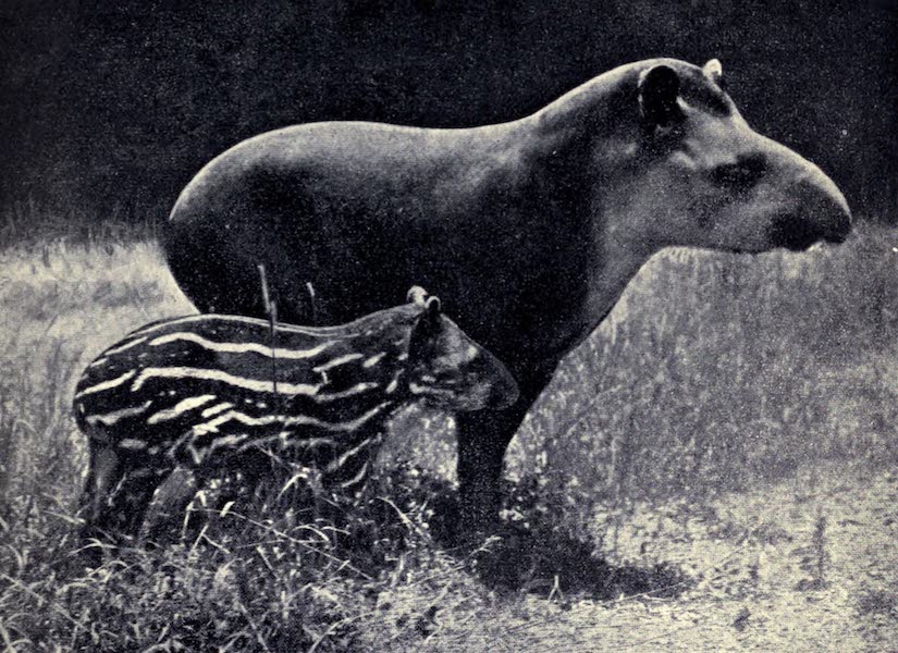 Pioneers in Tropical America - American Tapir and Young (1914)