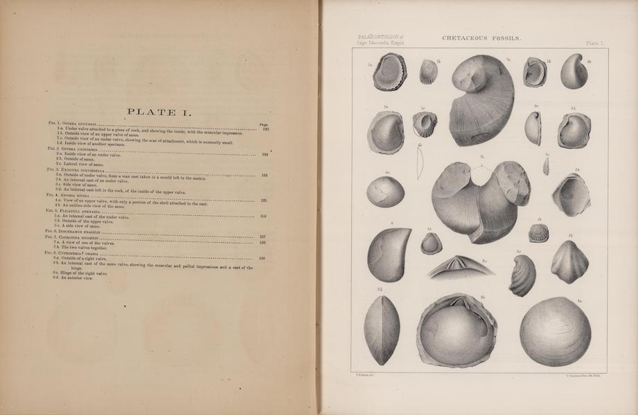 Report of the Exploring Expedition from Santa Fe - Cretaceous Fossils I (1876)