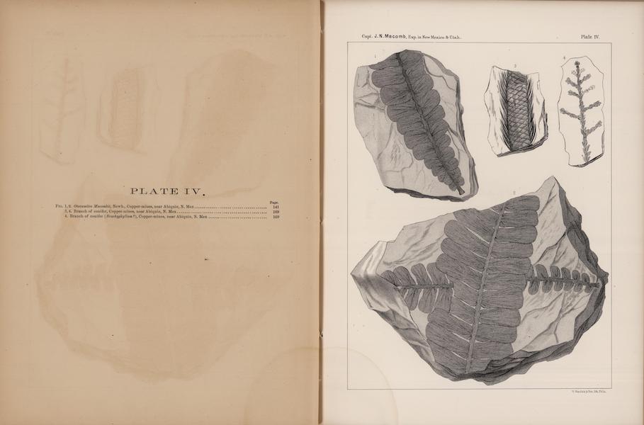 Report of the Exploring Expedition from Santa Fe - Carboniferous and Cretaceous Fossils (II) (1876)