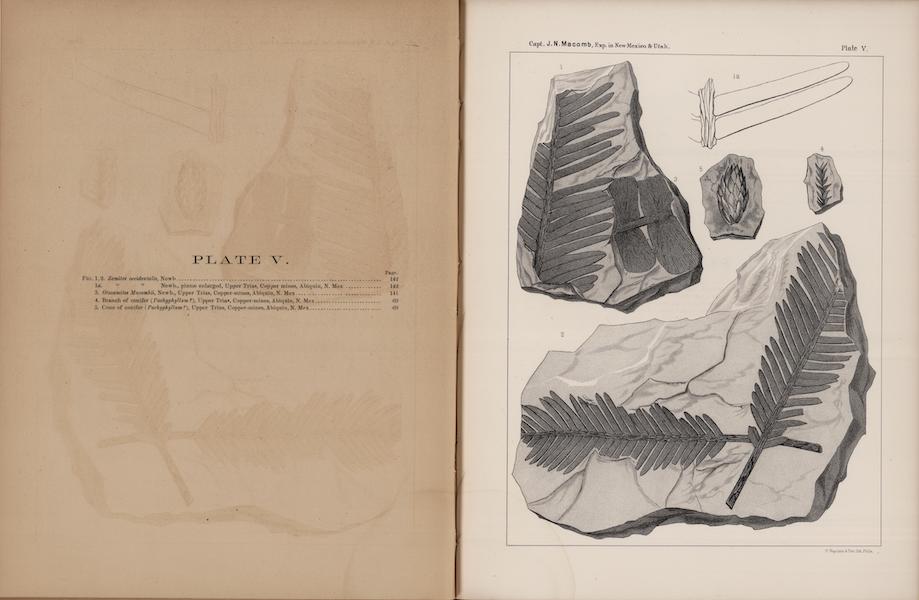 Report of the Exploring Expedition from Santa Fe - Carboniferous and Cretaceous Fossils (III) (1876)