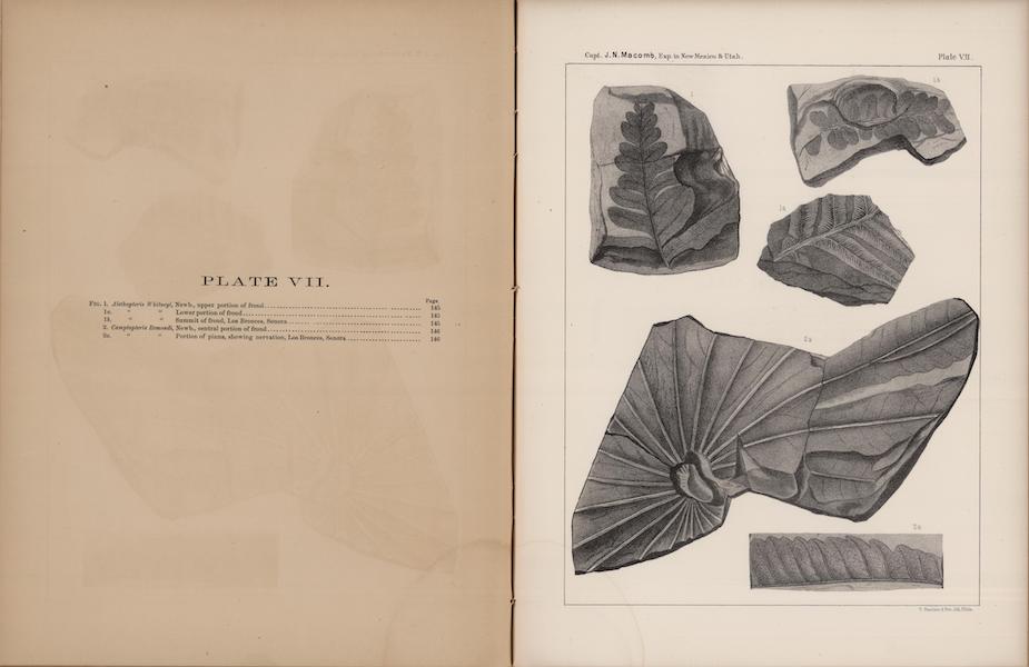 Report of the Exploring Expedition from Santa Fe - Carboniferous and Cretaceous Fossils (V) (1876)
