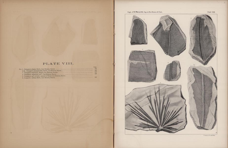 Report of the Exploring Expedition from Santa Fe - Carboniferous and Cretaceous Fossils (VI) (1876)