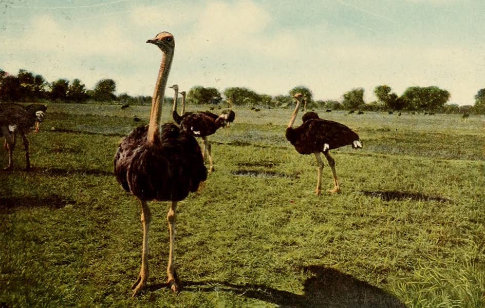 San Antonio, A Descriptive View Book in Colors - The Ostrich Farm adjoining the Hot Wells Hotel (1913)