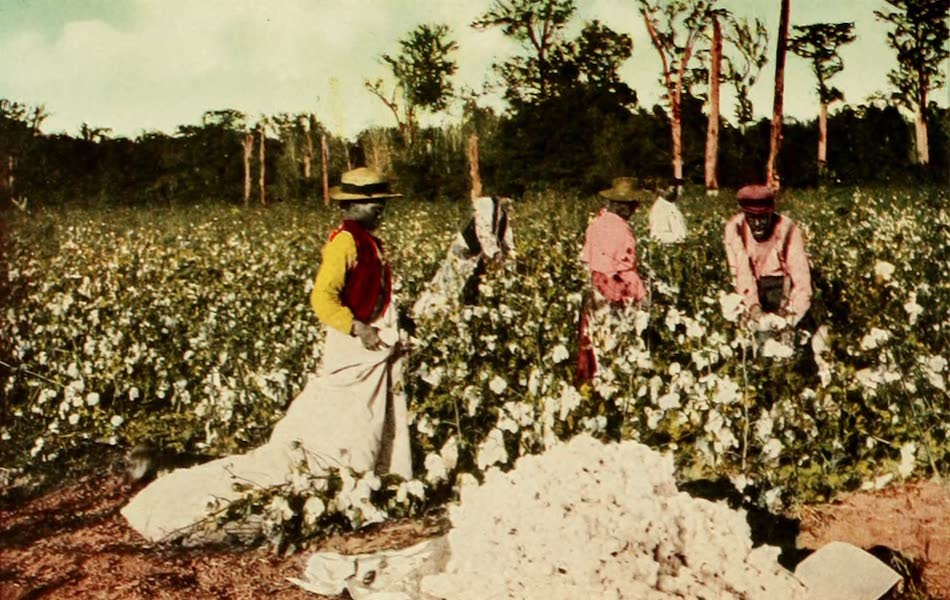 San Antonio, A Descriptive View Book in Colors - San Antonio - Cotton Country (1913)