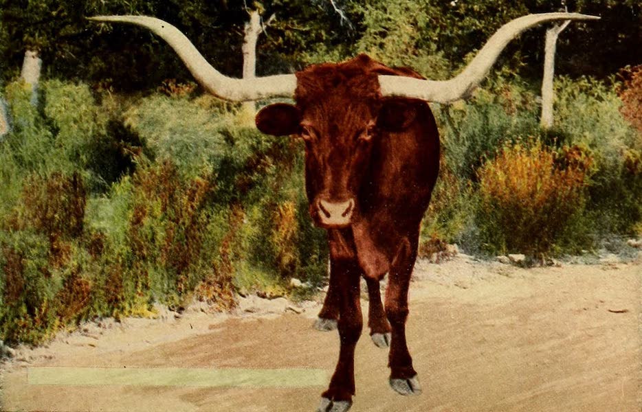 San Antonio, A Descriptive View Book in Colors - The Texas Long Horn Steer (1913)