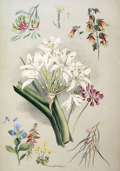 South Australia Illustrated - South Australia Botany (Native Flowers) (1847)