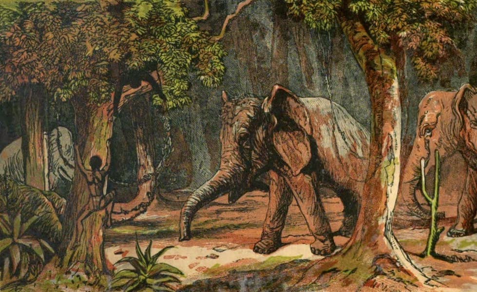 Sporting Scenes Amongst the Kaffirs of South Africa - Tree'd by Elephants (1858)