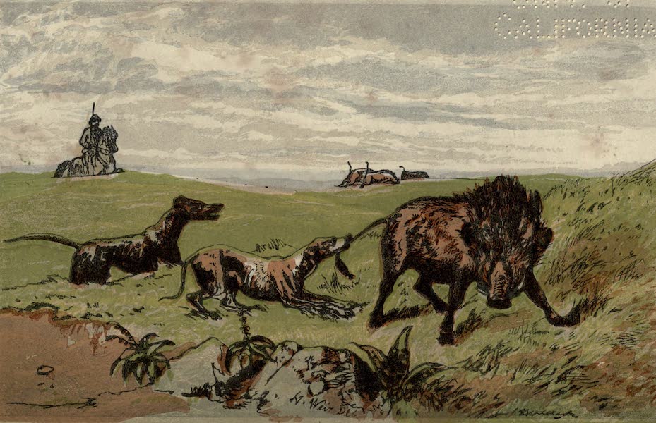 Sporting Scenes Amongst the Kaffirs of South Africa - The Wild Boar Catching a Tartar (1858)
