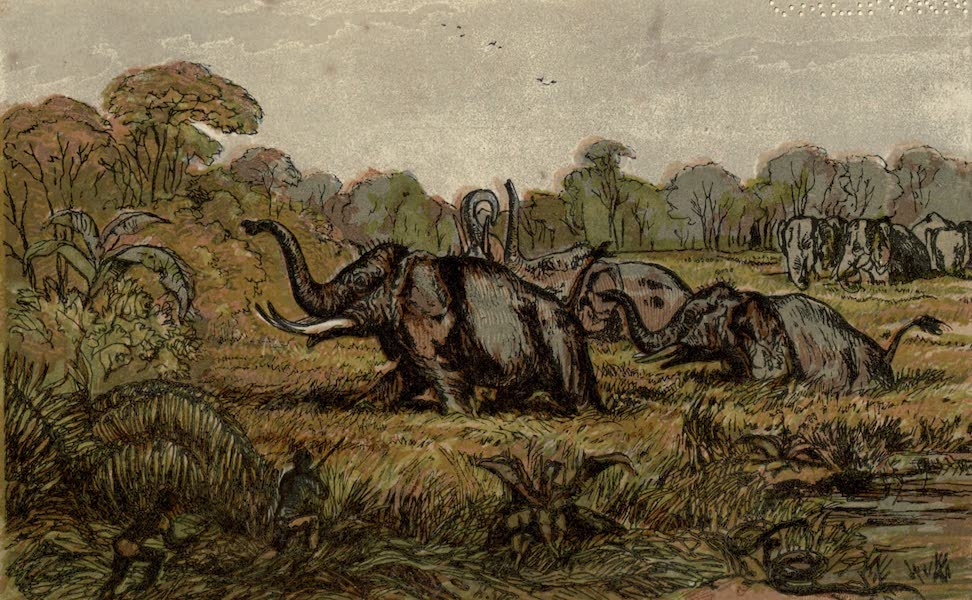 Sporting Scenes Amongst the Kaffirs of South Africa - Elephants in the Open (1858)