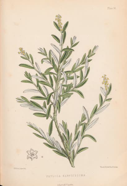 Phylica Ramosissima