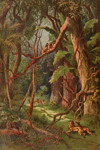 Stanley & Africa - A Forest in Central Africa (1890)