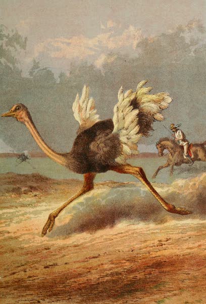 Stanley & Africa - Chasing the Ostrich (1890)