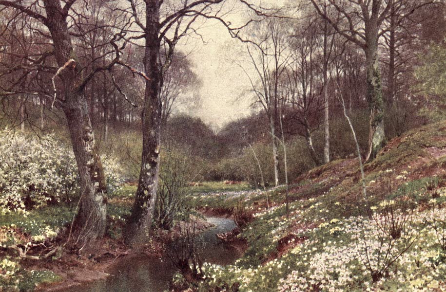 Surrey Painted and Described - Rye (1922)