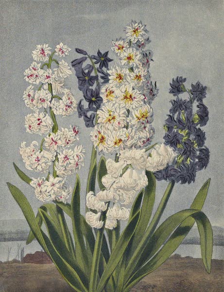 A Group of Hyacinths