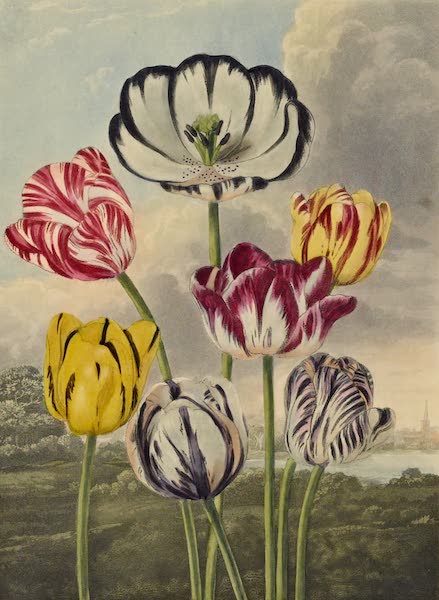 Temple of Flora - Tulips (1812)