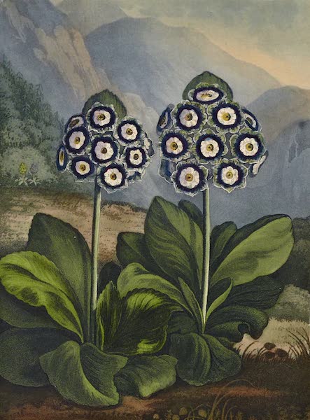 Temple of Flora - Group of Auriculas (1812)