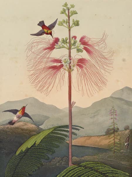 Temple of Flora - Large Flowering Sensitive Plant (1812)