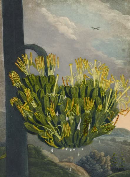 Temple of Flora - Agave of the American Aloe (1812)