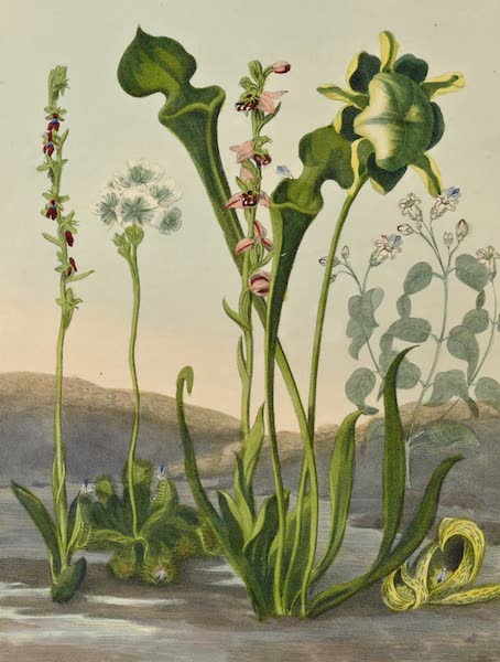 Temple of Flora - Curious American Bog Plants (1812)