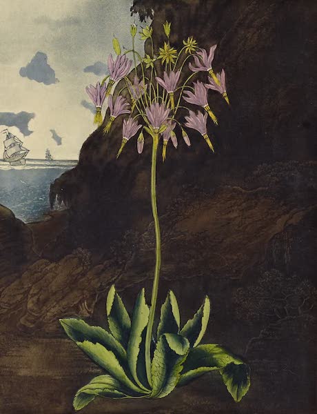 American Cowslip