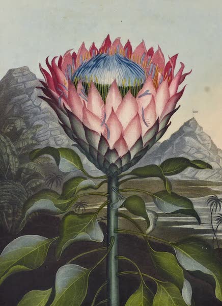 Temple of Flora - Artichoke Protea (1812)