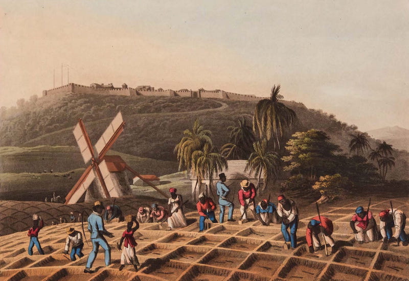 Ten Views in the Island of Antigua - Planting the Sugar Cane on Bodkins Estate, Antigua (1823)