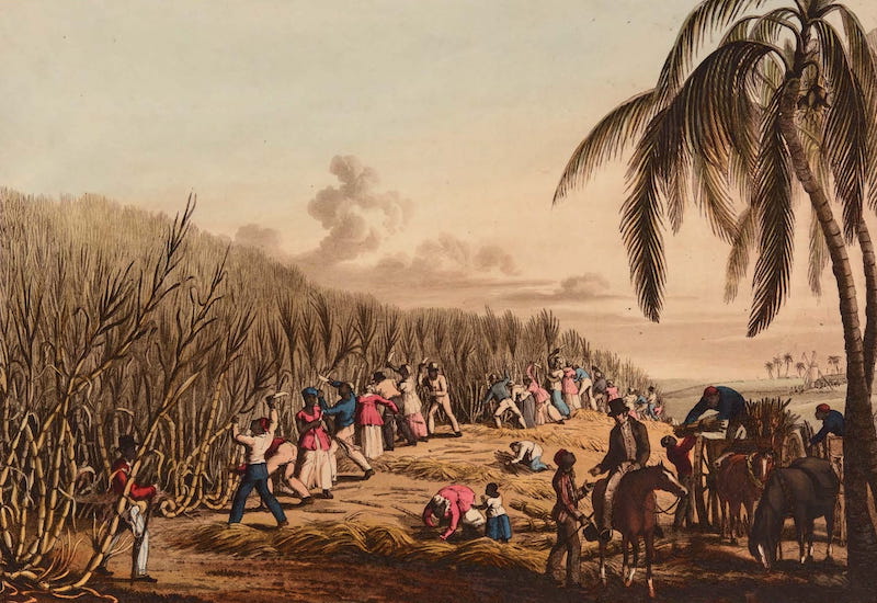 Ten Views in the Island of Antigua - Cutting the Sugar-Cane on Delap's Estate, Antigua (1823)