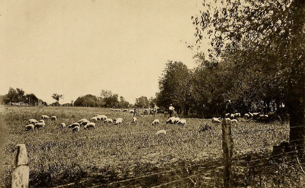 A Grazing Scene