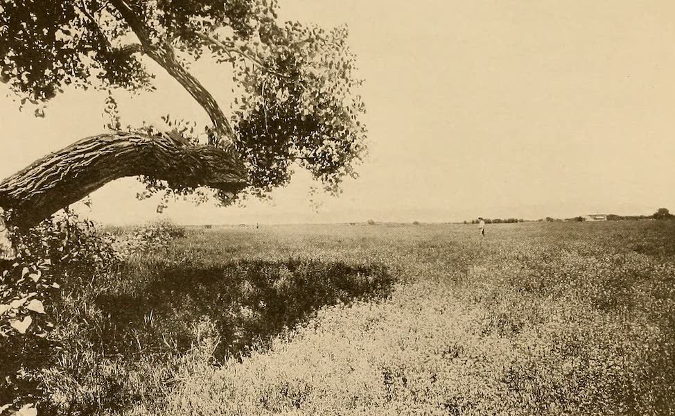 Alfalfa Farm, Near El Paso