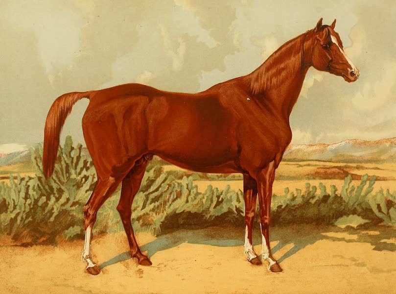 The Arabian Horse - Shah-Rukh (1894)
