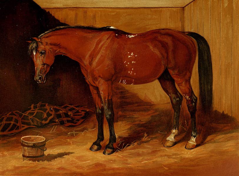 The Arabian Horse - Claverhouse (1894)