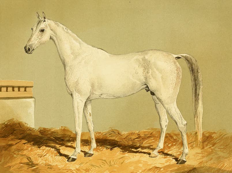 The Arabian Horse - Greyleg (1894)