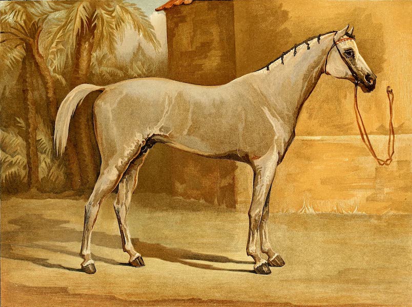 The Arabian Horse - Hermit (1894)