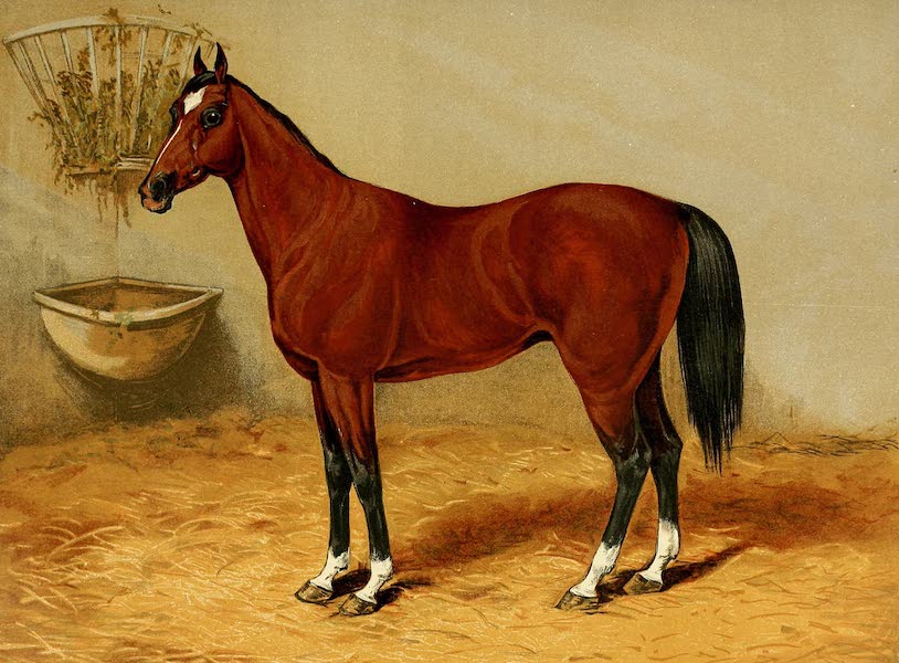 Rex (Arabian Pony)