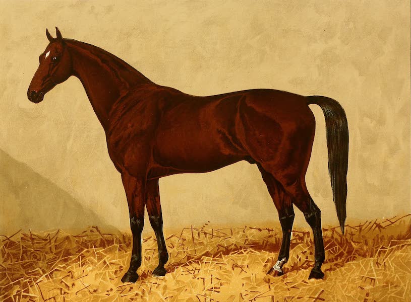 The Arabian Horse - Euclid (1894)