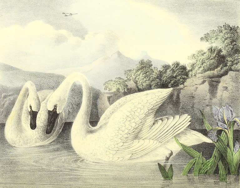 The Cabinet of Natural History & American Rural Sports Vol. 1 - Swans (1830)