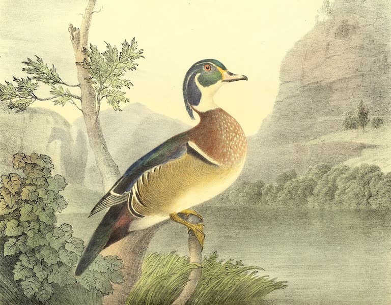 The Cabinet of Natural History & American Rural Sports Vol. 1 - Summer Duck (1830)