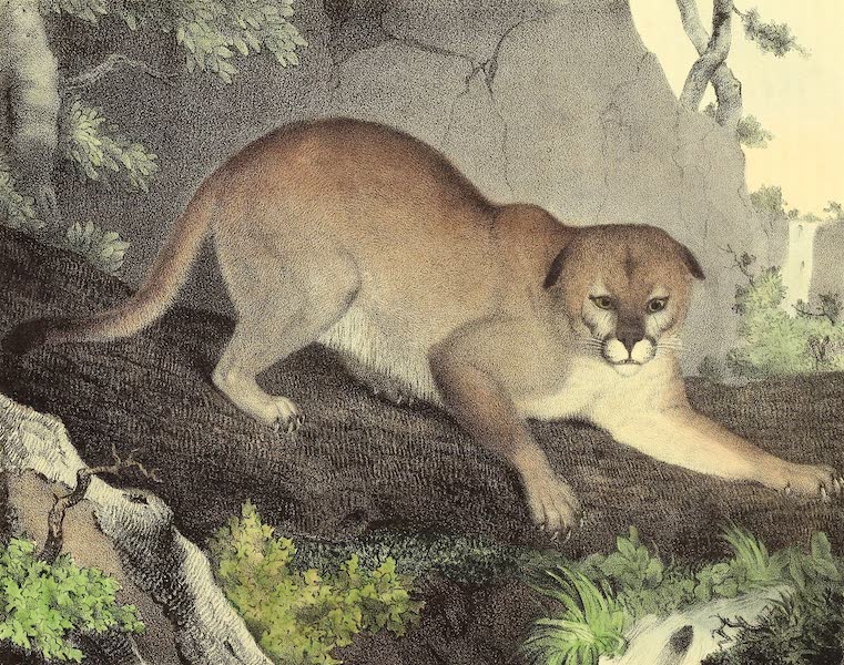 The Cabinet of Natural History & American Rural Sports Vol. 2 - Cougar or Panther (1832)
