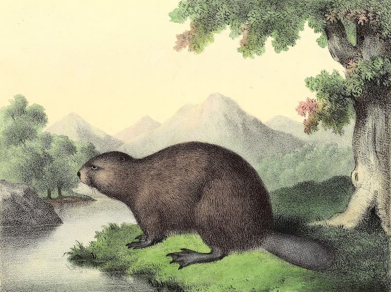The Cabinet of Natural History & American Rural Sports Vol. 3 - Beaver (1833)