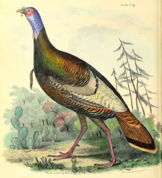 The Cabinet of Natural History & American Rural Sports Vol. 3 - Wild Turkey (1833)