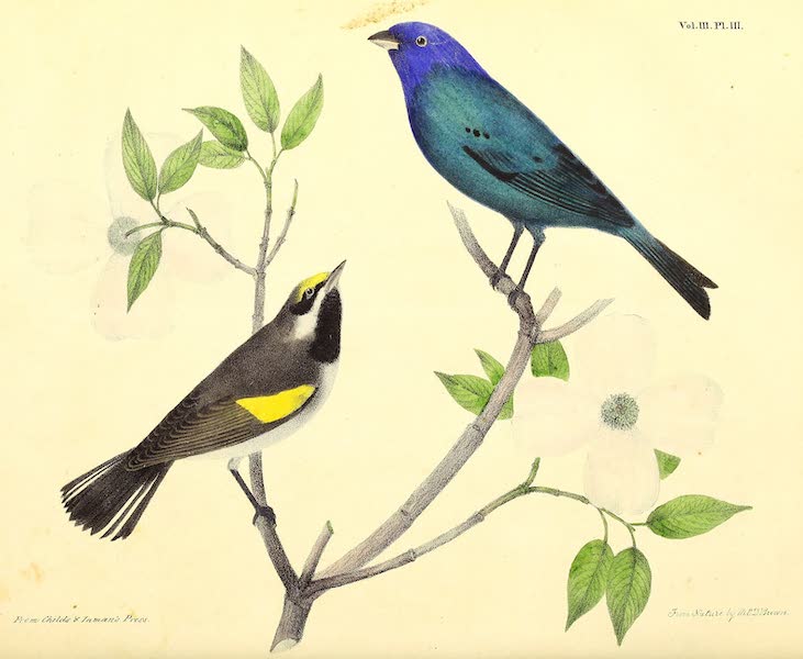 The Cabinet of Natural History & American Rural Sports Vol. 3 - Golden Winged Warbler and Indigo Bird (1833)