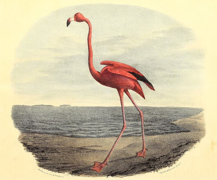 The Cabinet of Natural History & American Rural Sports Vol. 3 - Red Flamingo (1833)