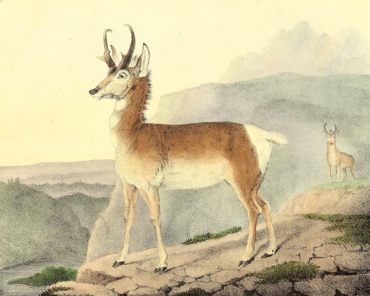 The Cabinet of Natural History & American Rural Sports Vol. 3 - Prong Horned Antilope (1833)