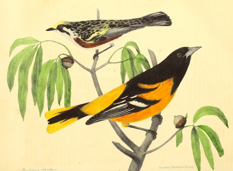 The Cabinet of Natural History & American Rural Sports Vol. 3 - Chesnut-Sided Warbler and Balitmore Oriole (1833)