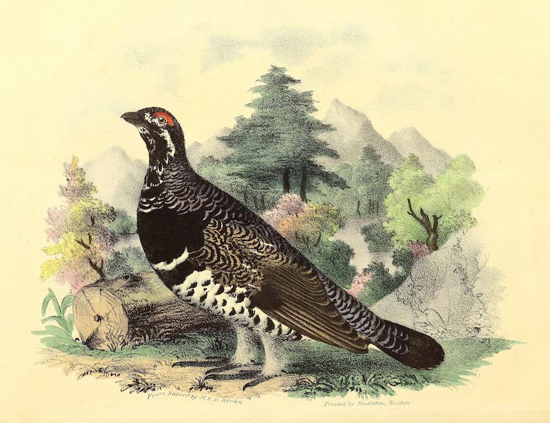 The Cabinet of Natural History & American Rural Sports Vol. 3 - Spotted Grouse (1833)