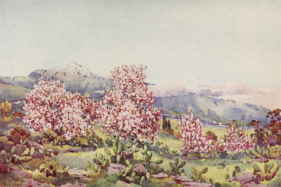 Almond Blossom, Valley of Orotava