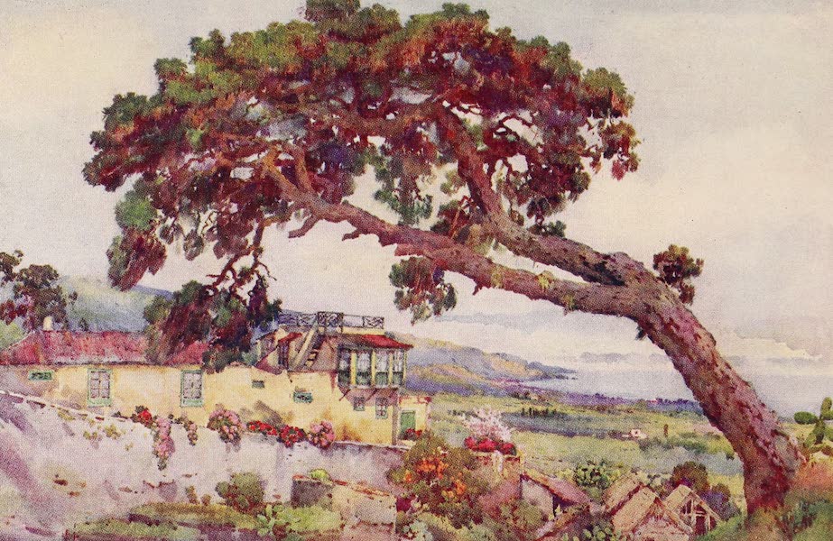 The Canary Pine