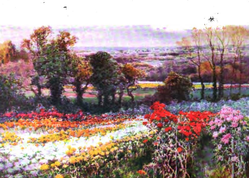The Channel Islands Painted and Described - Field of Chrysanthemums, Guernsey, November 16th, 1903 (1904)