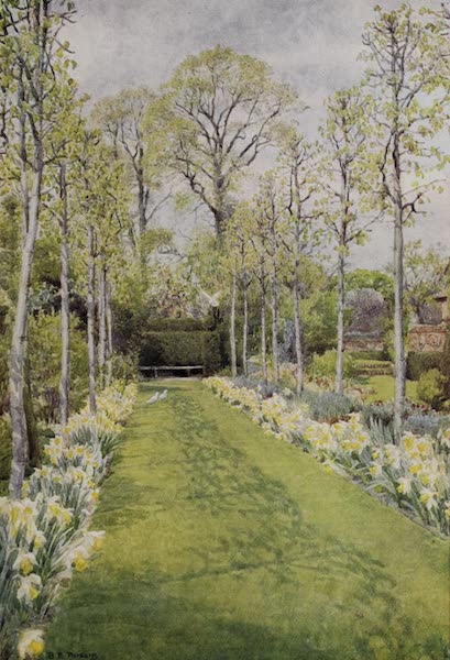 The Charm of Gardens - Daffodils in a Middlesex Garden (1910)