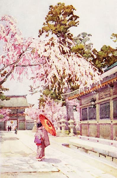 The Flowers and Gardens of Japan - The Drooping Cherry (1908)